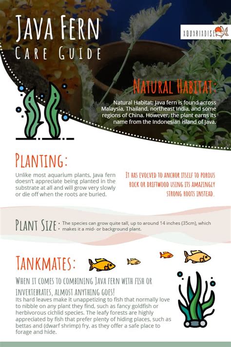 Image result for Growing Java Fern in a Bucket