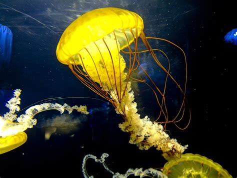 Image result for Jellyfish Tutorial C4d