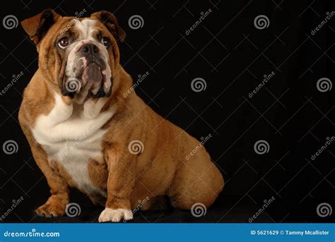 Brindle english bulldog stock image. Image of breed, isolated - 5621629