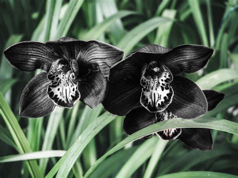 Black Orchid Plant