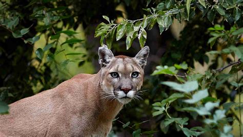Image result for Animal Images On Python Program
