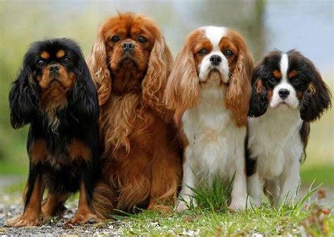 North Country Beagle vs King Charles Spaniel - Breed Comparison