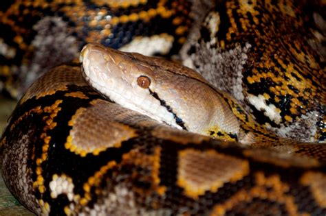 Image result for Netzpython Zwerg