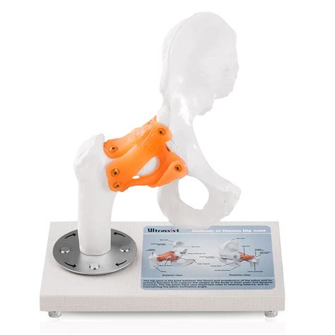 Buy Ultrassist Human Hip Joint Model with Ligaments, Flexible 1:1 ...