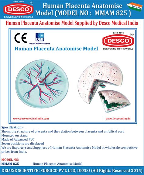 Human Placenta Anatomise Model | DESCO