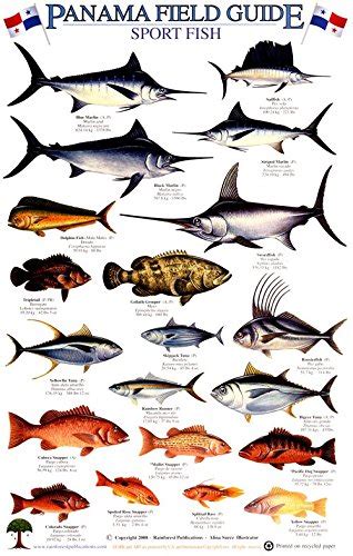 Buy Panama Sport Fish Identification Guide (Laminated Single Sheet ...