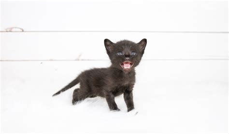 Cat Lounge - O'Malley Alley Cat Rescue