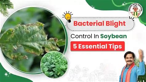 Top 10 Tips for Controlling Bacterial Leaf Blight in Soybean Crops