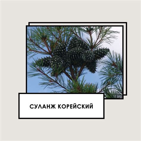 Сосна кедровая европейская - как выбрать и как ухаживать