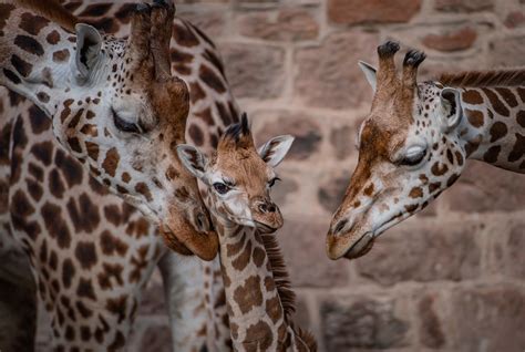 Celebrating World Giraffe Day: how do giraffes sleep? | Chester Zoo