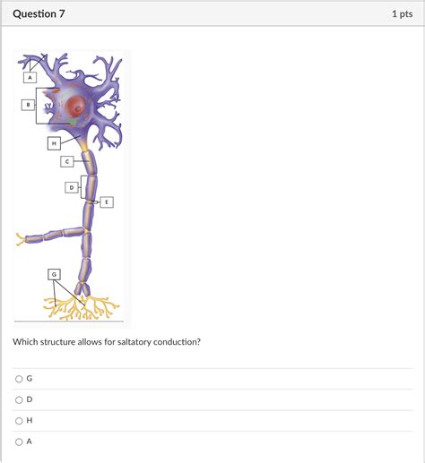 Saltatory Conduction Animation 的图像结果