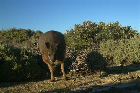 Quail Predators 的图像结果