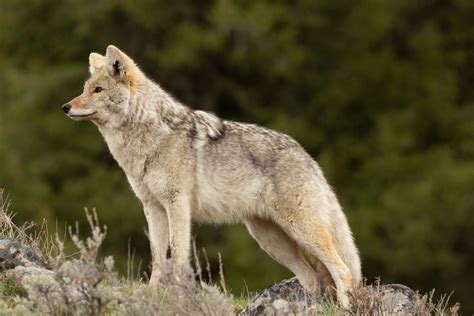 Coywolf Hybrid
