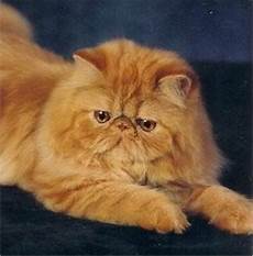 gatti persiani gatti persiani pelo lungo caratteristiche dei gatti gatti persiani gatti persiani pelo lungo caratteristiche dei gatti