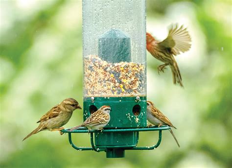 Is Old Bird Seed Safe: Essential Tips to Protect Your Feathered Friends - Birds