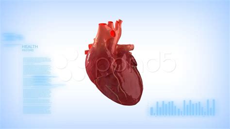 Anatomical Heart Wallpapers - Top Free Anatomical Heart Backgrounds - WallpaperAccess - Anatomy Human Heart Wallpaper