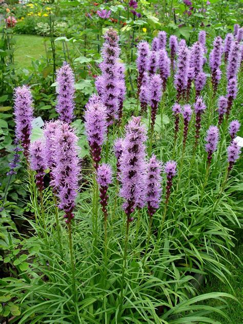 Tall Purple Spike Perennial / The 3' tall clumps are topped with short ...