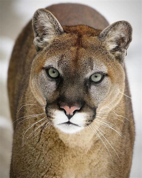 Cougars In North Carolina