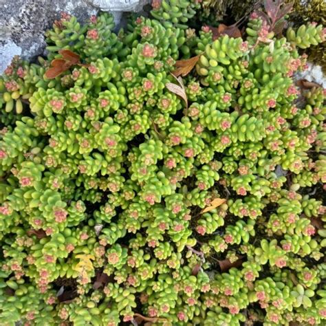 33 types of popular sedum pictorial guide – Artofit