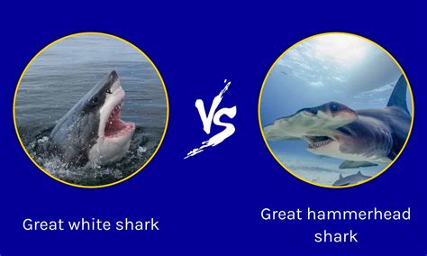 Great Hammerhead Vs Great White Size Comparison Chart - Infoupdate.org