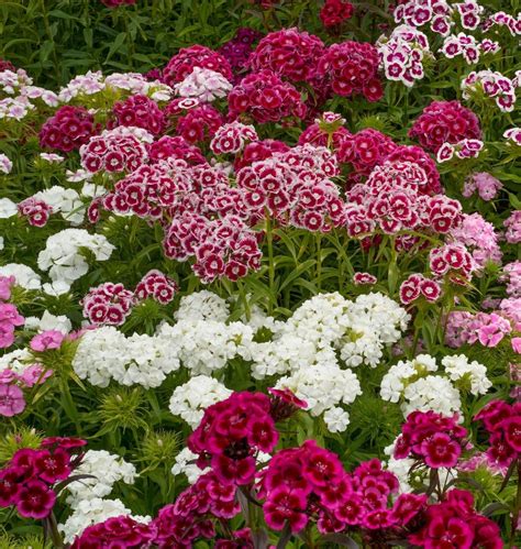 Sweet William Plants 12 Pack Mixed Colours Plants Ready to Plant Out ...
