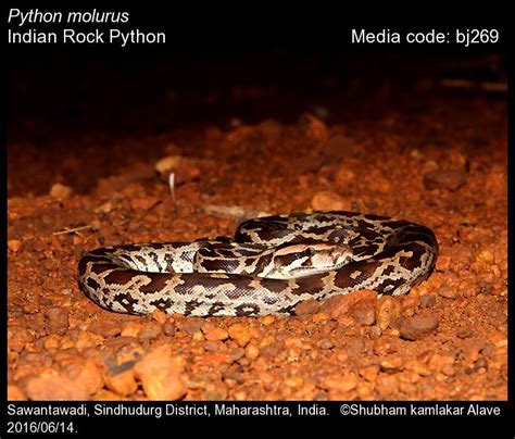 Python molurus (Linnaeus, 1758) - Indian Rock Python | Reptiles
