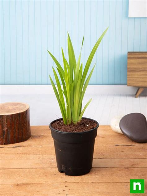 Buy Acorus Calamus, Vekhand - Plant online from Nurserylive at lowest ...