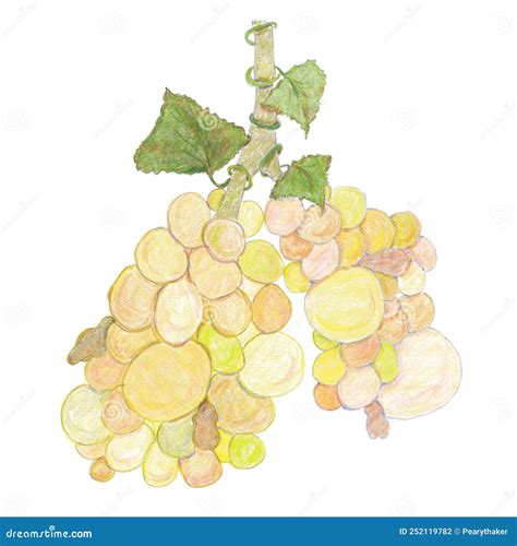 Alveoli Lungs Shown As Grape Bunches Stock Illustration - Illustration of airways, alveoli ...