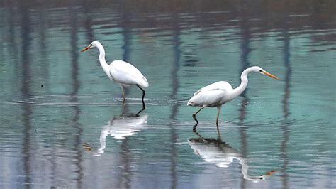 白鹭-甘肃湿地鸟类-图片