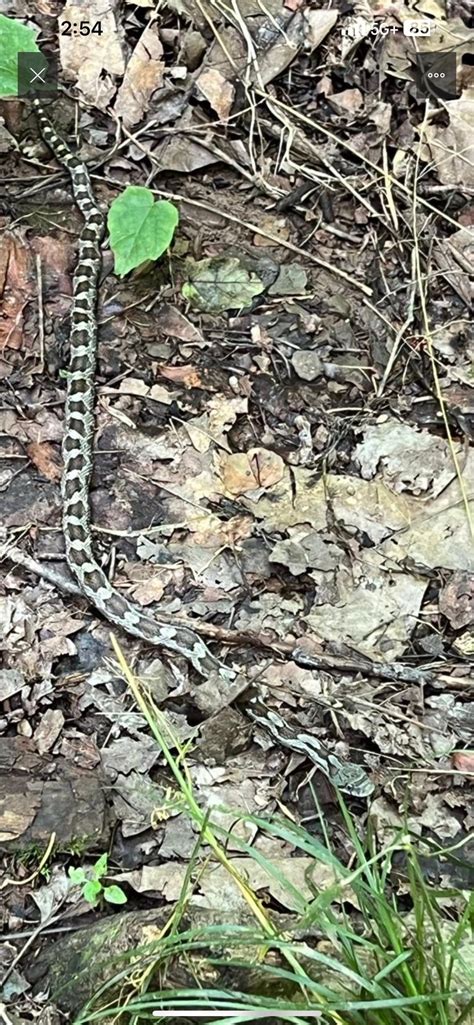 Hiking in the woods [Nashville, TN, Radnor Lake] : r/whatsthissnake