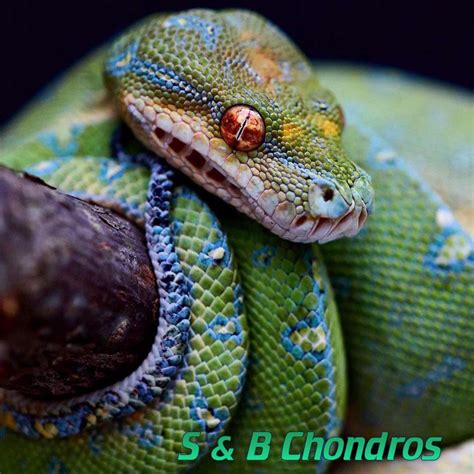 Green Tree Python Teeth 的图像结果