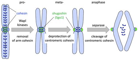 Anaphase: The Separation of Chromatids