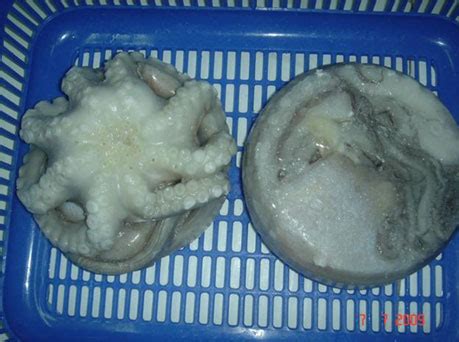 Cephalopods | Squids | Octopus