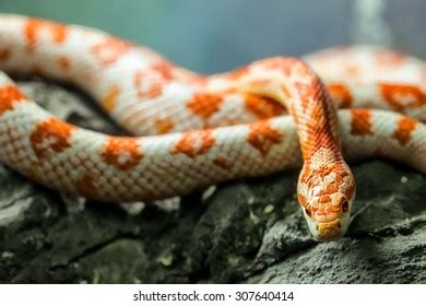 Python Snake Moving 的图像结果