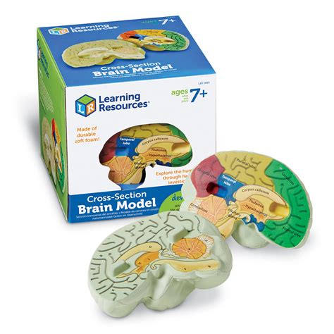 Buy Learning Resources Cross-section Brain Model - 2 Pieces, Ages 7 ...
