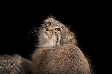 Two Pallas's Cats (Otocolobus manul) - Joel Sartore