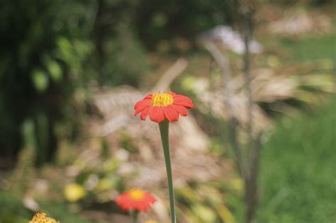 Flower Tree 的图像结果