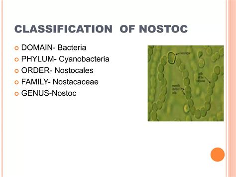 Cynobacteria (Nostoc and spirulina) | PPTX