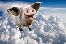 il maiale volante that time a flying pig grounded every plane at s il maiale volante that time a flying pig grounded every plane at s