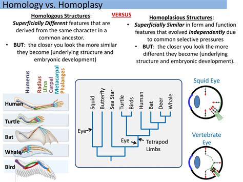 PPT - Phylogenetic Inference PowerPoint Presentation, free download ...