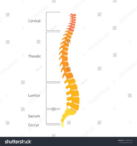 Image result for Backbone System