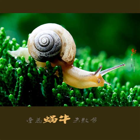 牵着一只蜗牛去散步_360百科