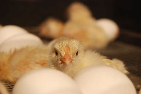 Amazing Modern Chick Hatching 的图像结果
