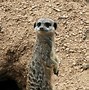 Image result for Top 30 Cutest Animals