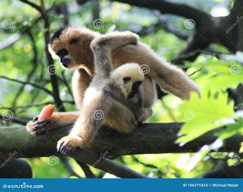 Northern White-cheeked Gibbon, Nomascus Leucogenys Stock Photo - Image ...