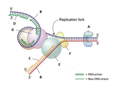 DNA Replication Forks Animation 的图像结果
