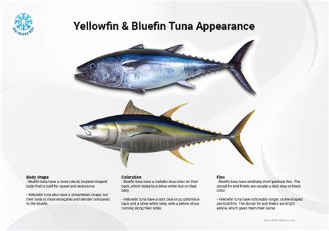 What is Yellowfin Tuna "Ahi tuna"
