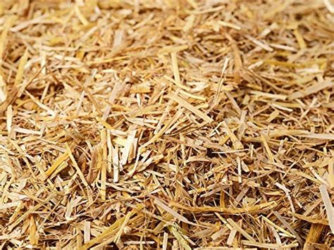 MR Paddy Straw, Rice Straw for Oyster Mushroom Cultivation, Pack of 2 ...