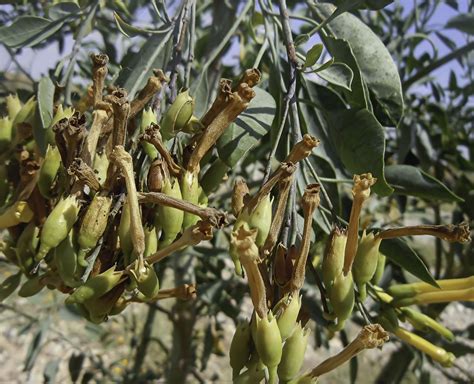 Nicotiana glauca - Biodiversité végétale du sud-ouest marocain