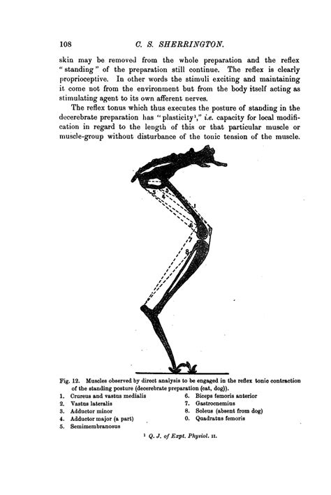 Image result for Contralateral Limb Reflex